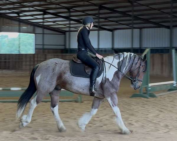 draft-horse