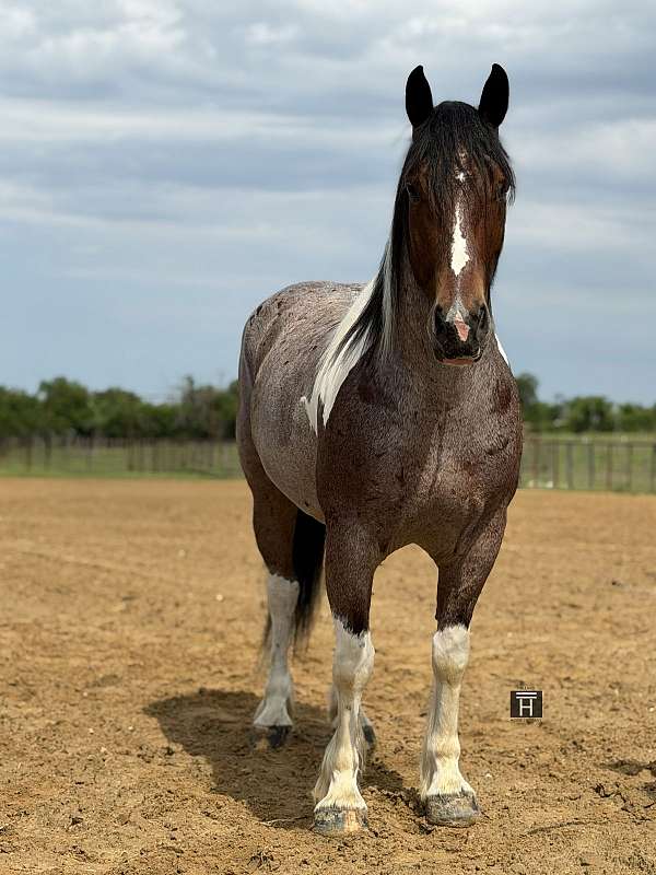 flashy-draft-horse