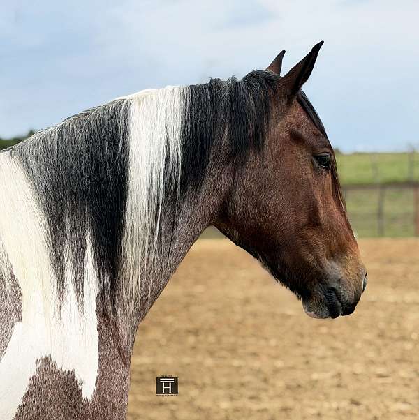 husband-safe-draft-horse