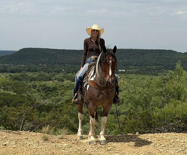 jumping-draft-horse