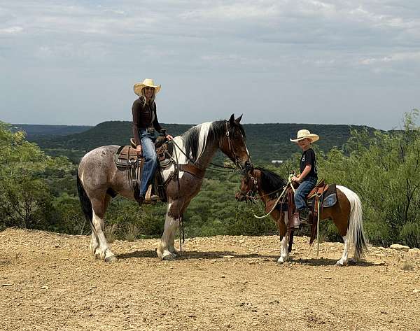 hunter-jumper-draft-horse
