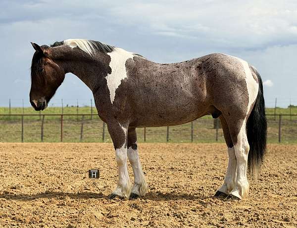 ridden-english-draft-horse