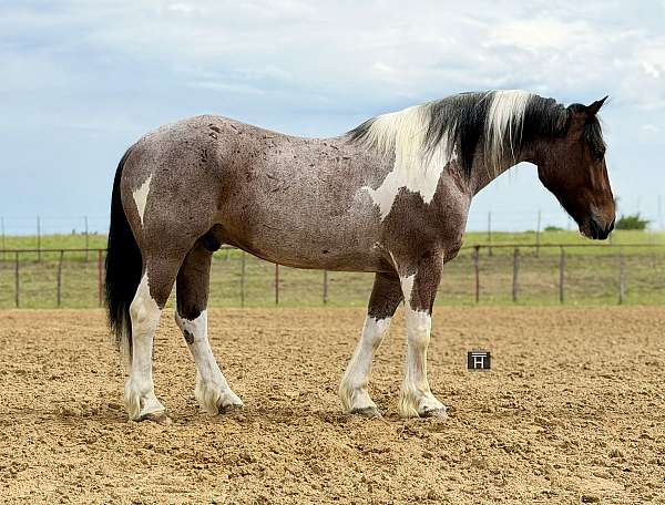 ridden-western-draft-horse