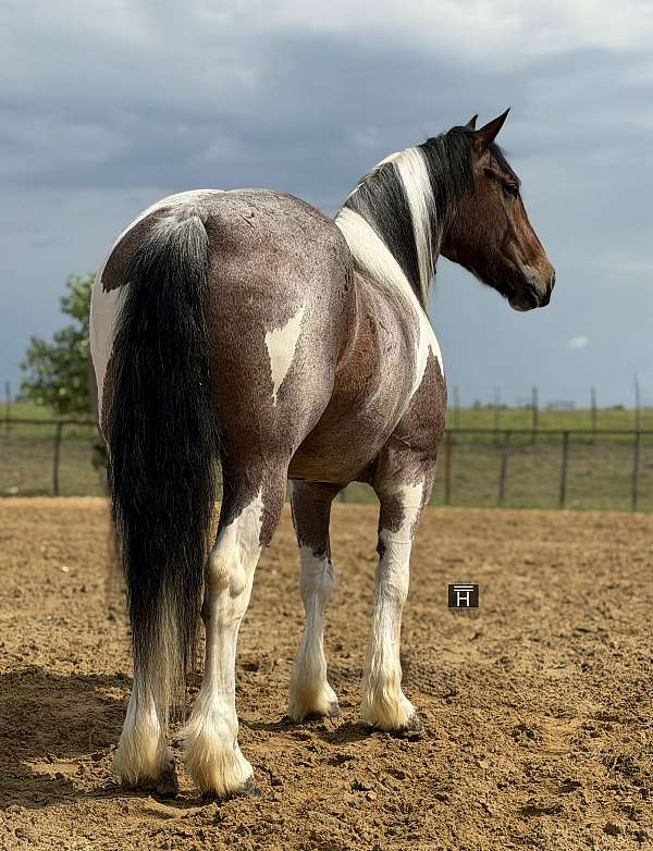 show-draft-horse