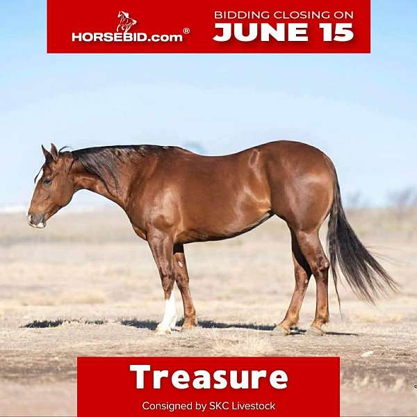 all-around-quarter-horse