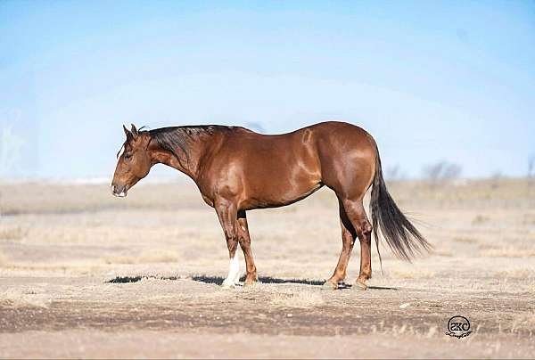 athletic-quarter-horse