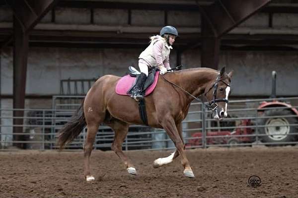 flashy-quarter-horse