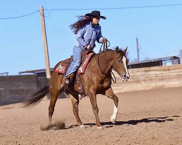 ranch-quarter-horse