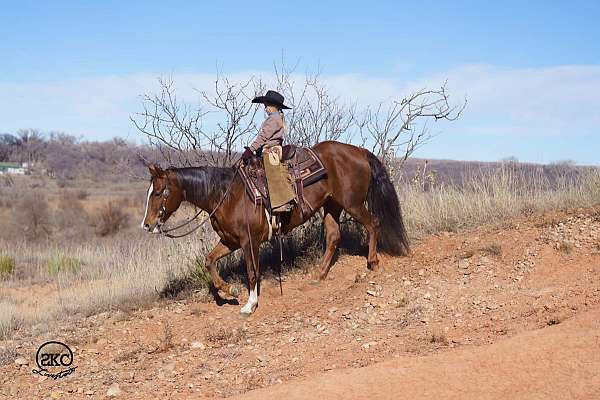 performance-quarter-horse