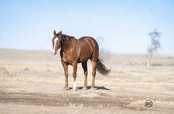 ranch-versatility-quarter-horse