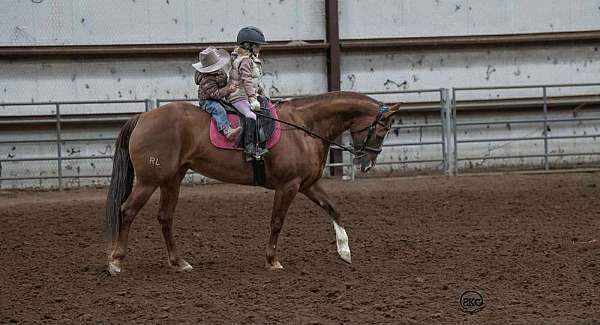 ranch-work-quarter-horse