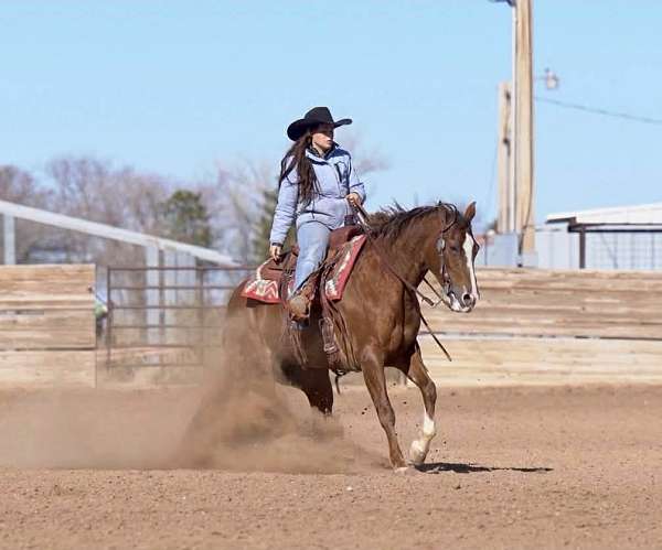 ridden-english-quarter-horse