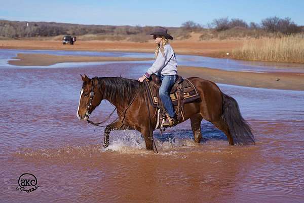 reining-quarter-horse