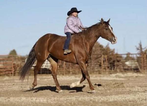 ridden-western-quarter-horse