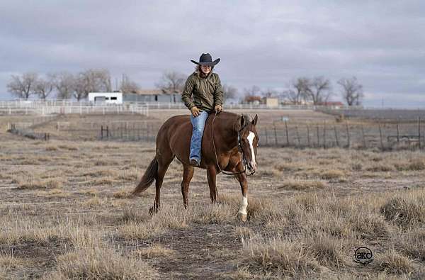 roping-quarter-horse