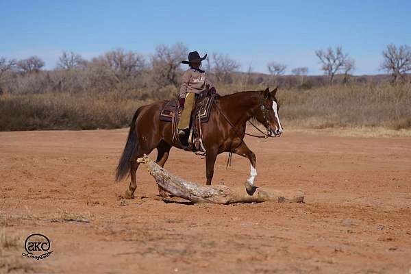 trail-quarter-horse
