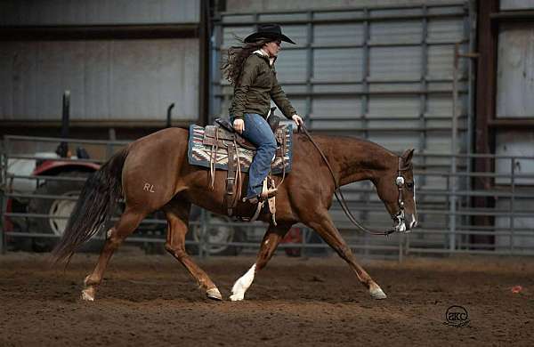 trail-riding-quarter-horse