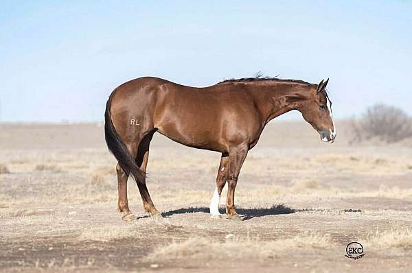 working-cattle-quarter-horse