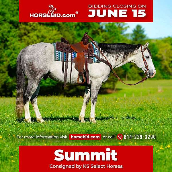 all-around-quarter-horse