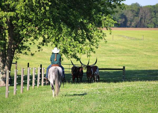 athletic-quarter-horse