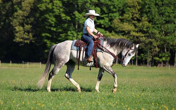 husband-safe-quarter-horse