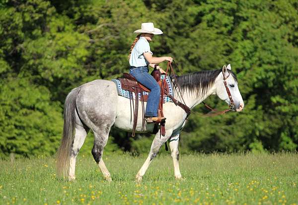 performance-quarter-horse
