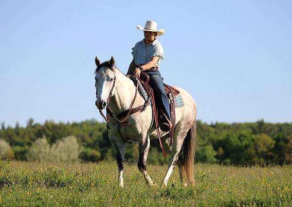 ranch-quarter-horse