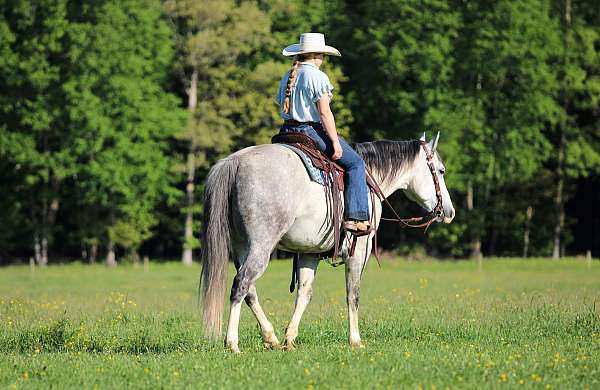 show-quarter-horse