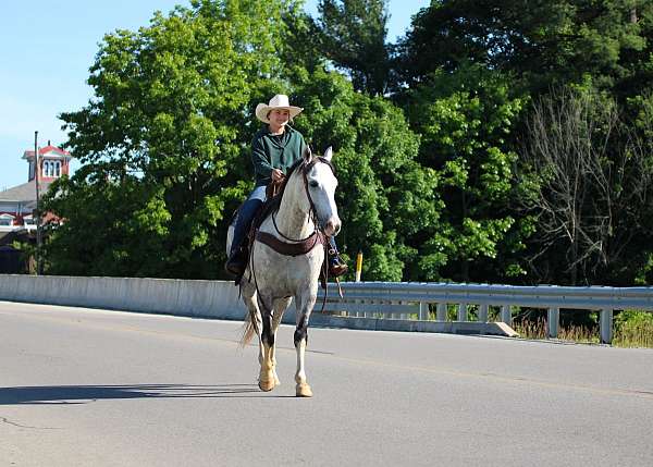 trail-quarter-horse