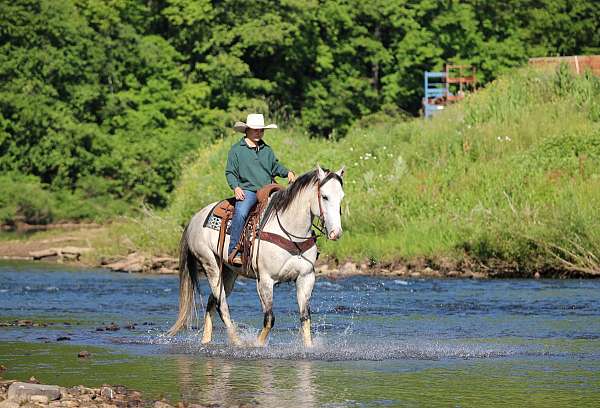 western-riding-quarter-horse
