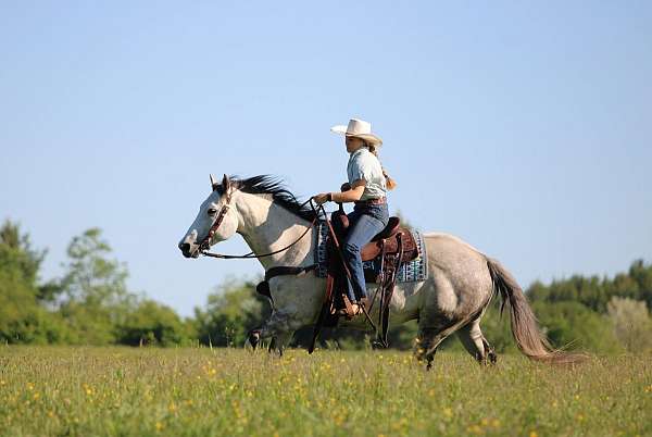 grey-quarter-horse-gelding