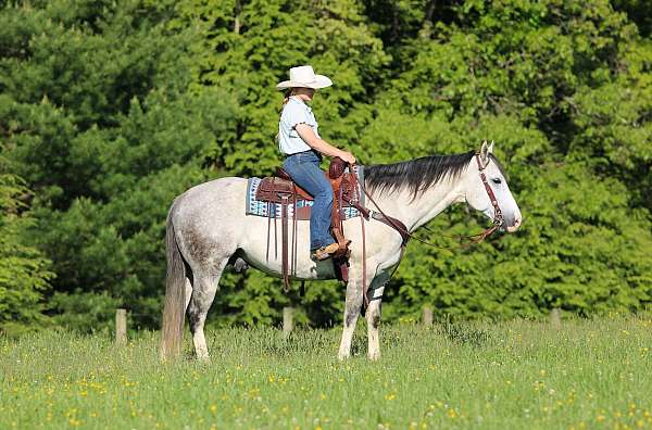working-cattle-quarter-horse