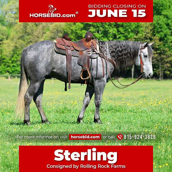 all-around-quarter-horse