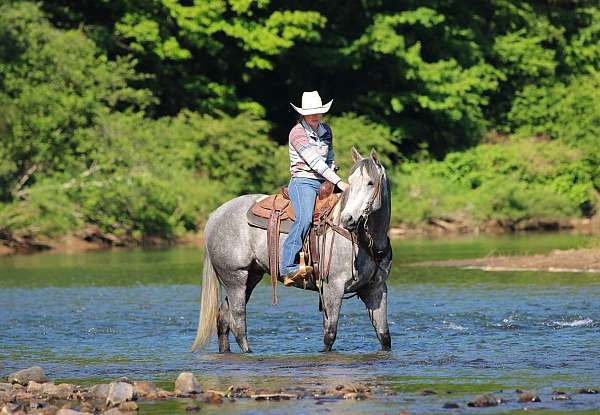 athletic-quarter-horse