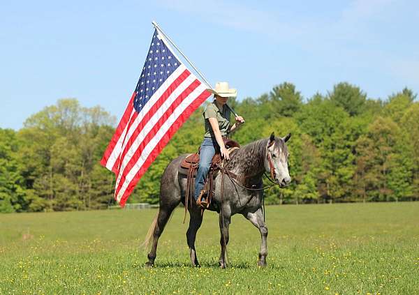 husband-safe-quarter-horse