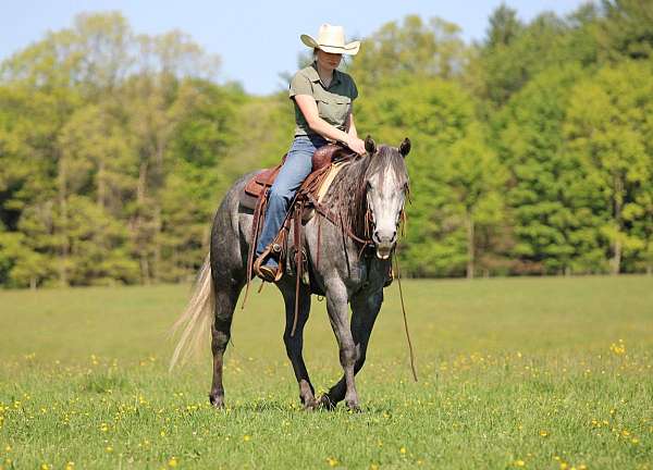 ranch-quarter-horse
