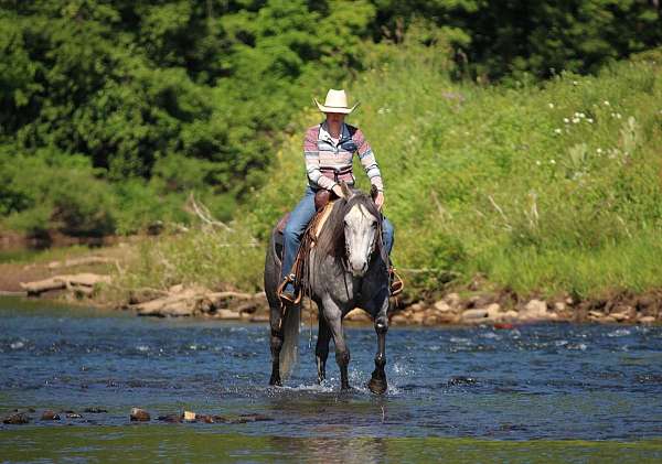 ranch-versatility-quarter-horse