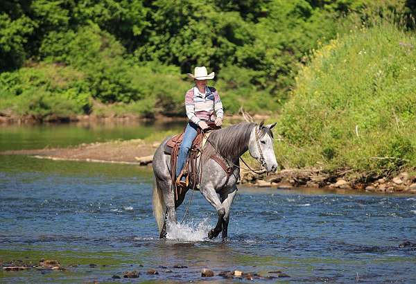 ranch-work-quarter-horse