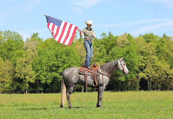 ridden-english-quarter-horse