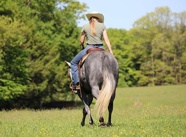 ridden-western-quarter-horse
