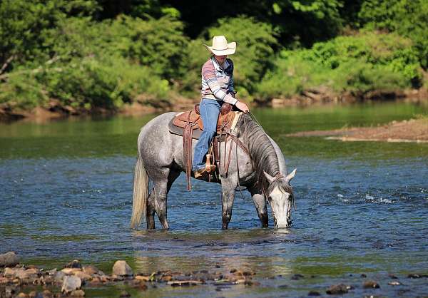 show-quarter-horse