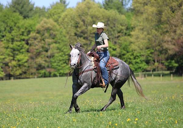 trail-quarter-horse