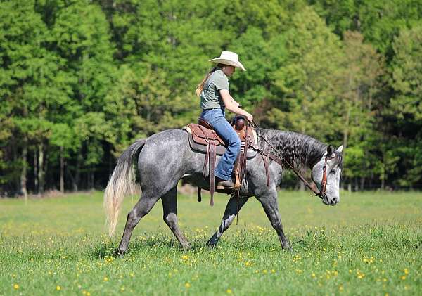 working-cattle-quarter-horse