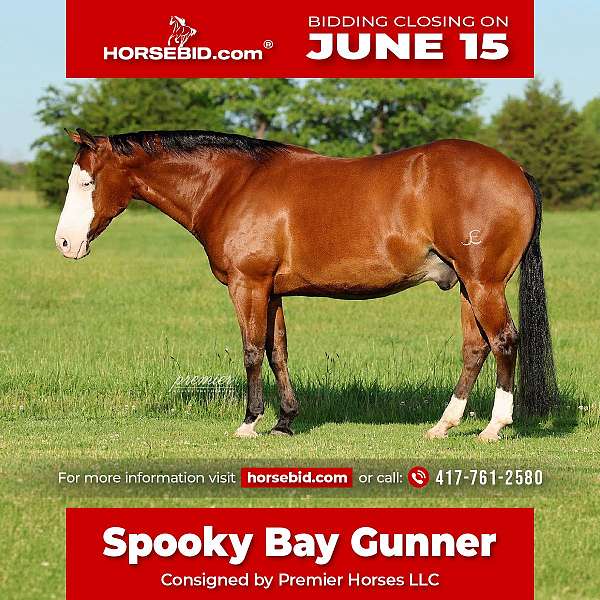all-around-quarter-horse