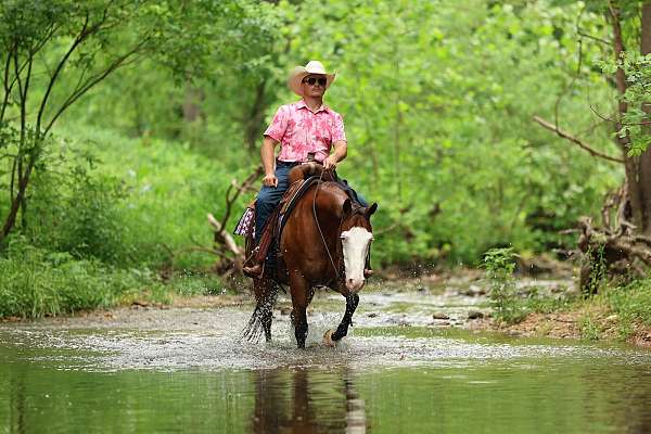 athletic-quarter-horse