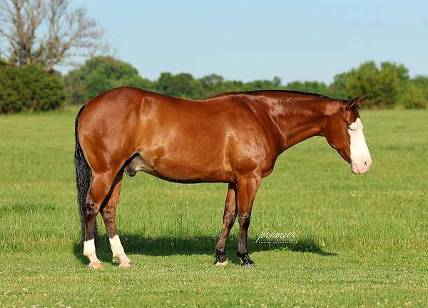 ranch-versatility-quarter-horse