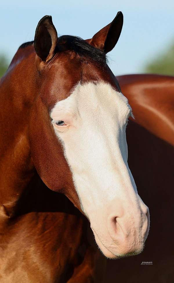 ranch-work-quarter-horse