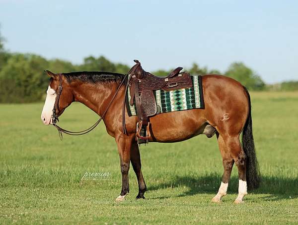 reining-quarter-horse