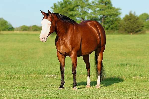 roping-quarter-horse