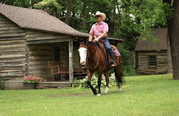 show-quarter-horse